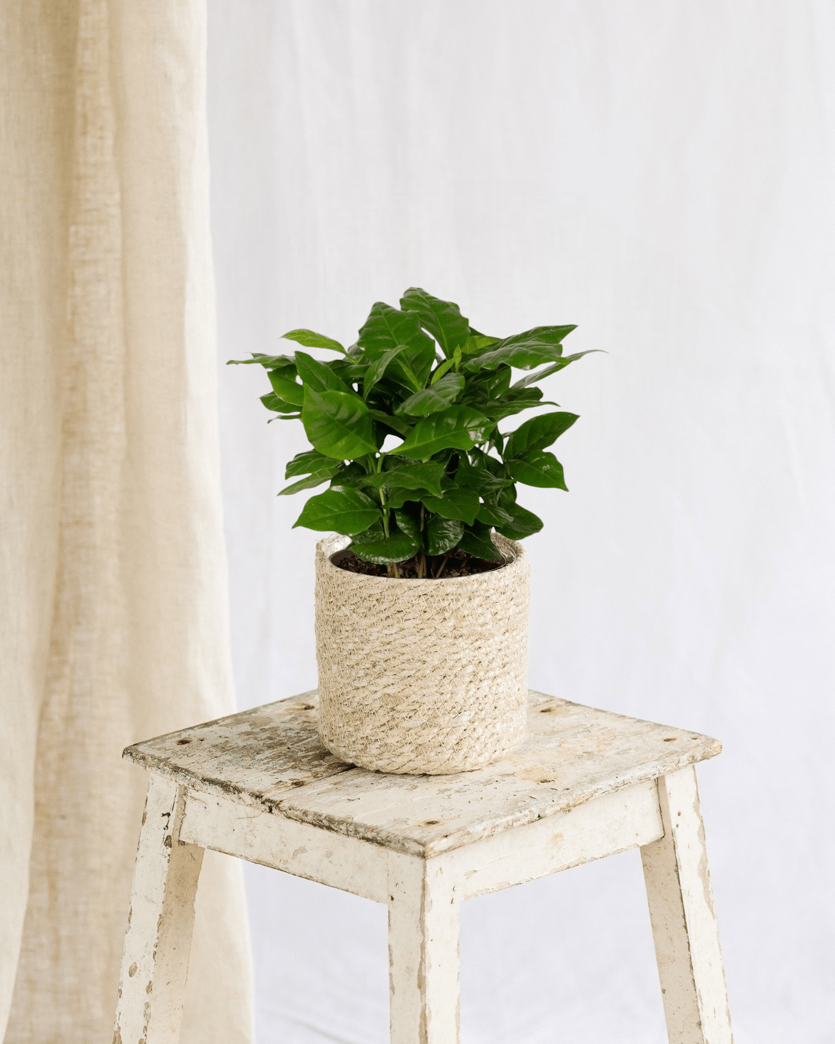 Livraison plante - Caféier Arabica - h25cm, Ø12cm - plante d'intérieur