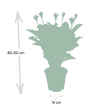 Livraison plante - Calathea Crocata