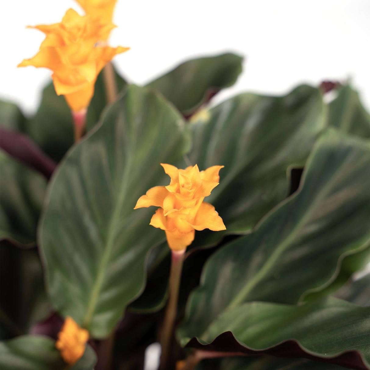 Calathea Crocata : Plante Exotique aux Fleurs Orange Lumineuses – La Green  Touch