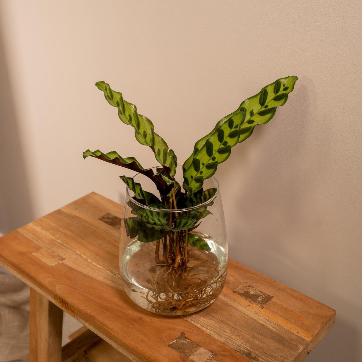 Livraison plante - Calathea Lancifolia en hydroculture et son vase en verre - h30cm, Ø12cm