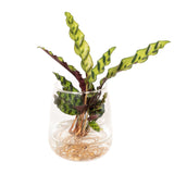 Livraison plante - Calathea Lancifolia en hydroculture et son vase en verre - h30cm, Ø12cm