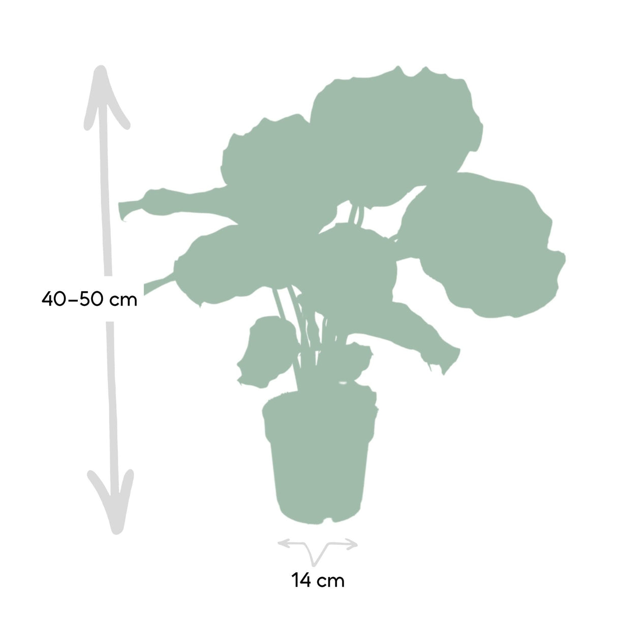 Livraison plante - Calathea Orbifolia