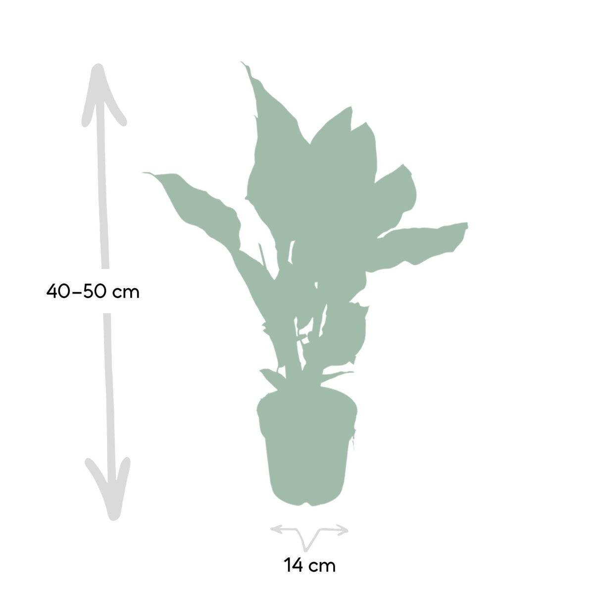 Livraison plante - Calathea Ornata