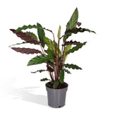 Livraison plante - Calathea rufibarba - h50cm, Ø14 - plante d'intérieur