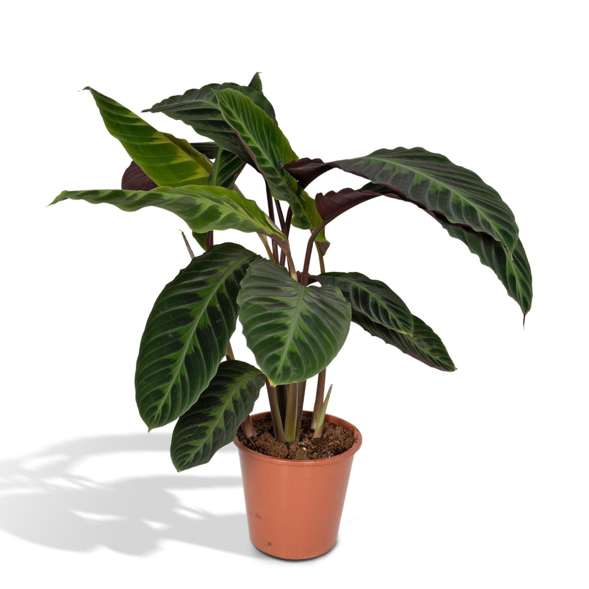 Livraison plante - Calathea Warscewiczii - h70cm, Ø19cm - grande plante d'intérieur
