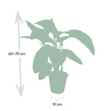 Livraison plante - Calathea Warscewiczii - h70cm, Ø19cm - grande plante d'intérieur