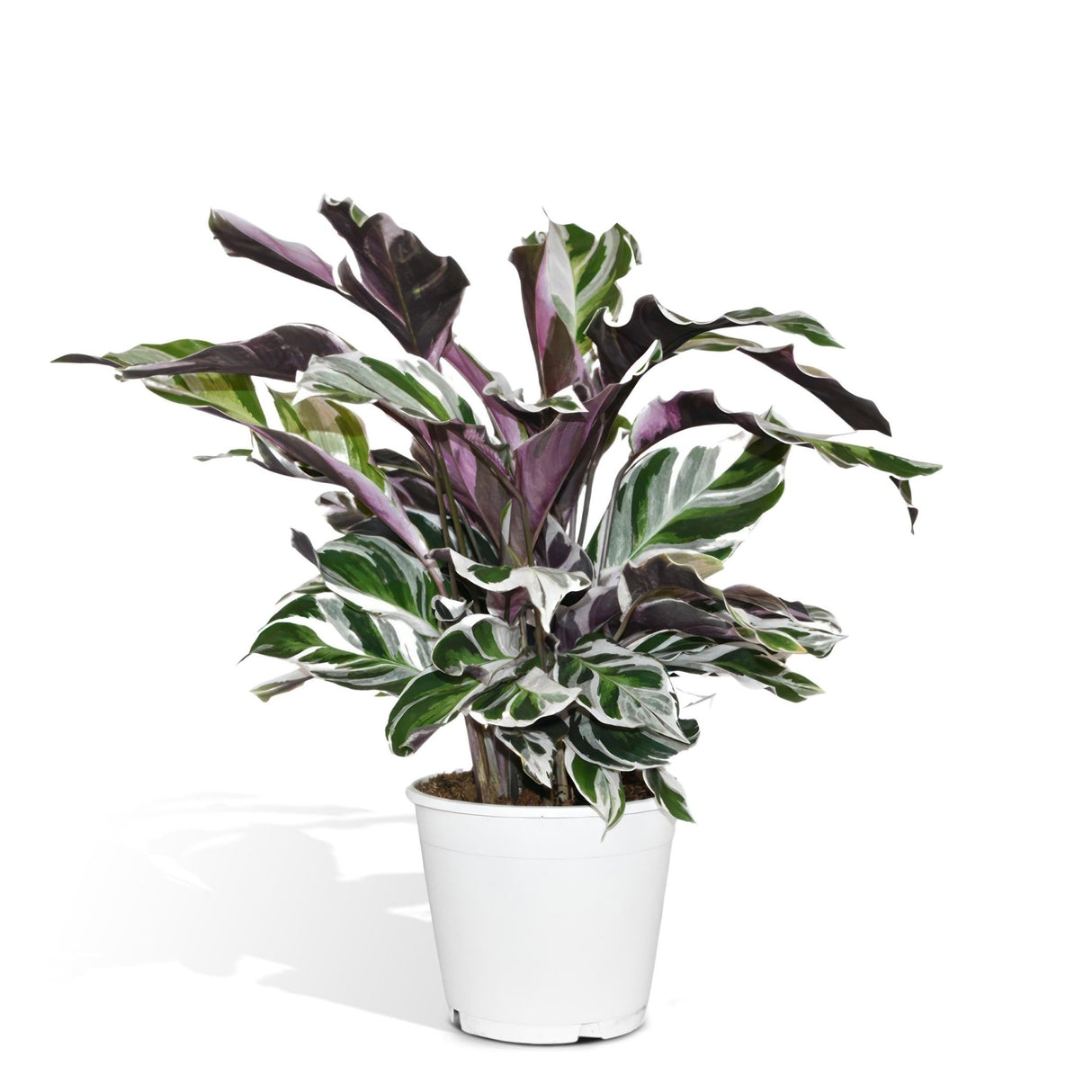 Livraison plante - Calathea White Fusion - h40cm, Ø14 - plante d'intérieur