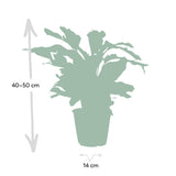 Livraison plante - Calathea White Fusion - h40cm, Ø14 - plante d'intérieur