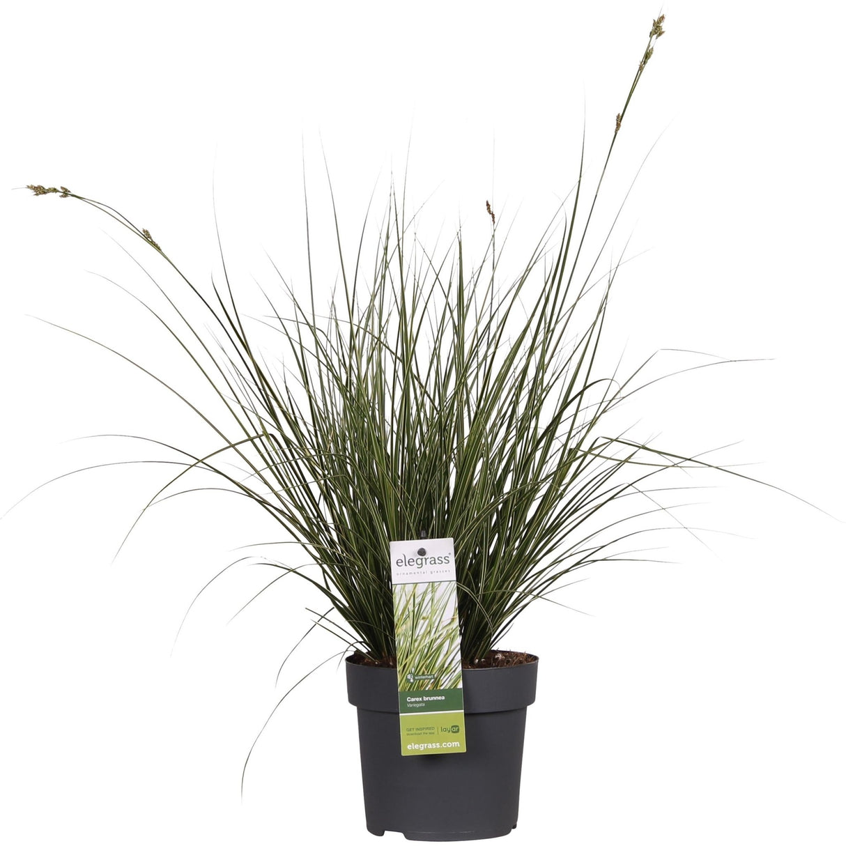 Livraison plante - Carex Bruniena 'Variegata' - ↨30cm - Ø14 - graminées - plante d'extérieur