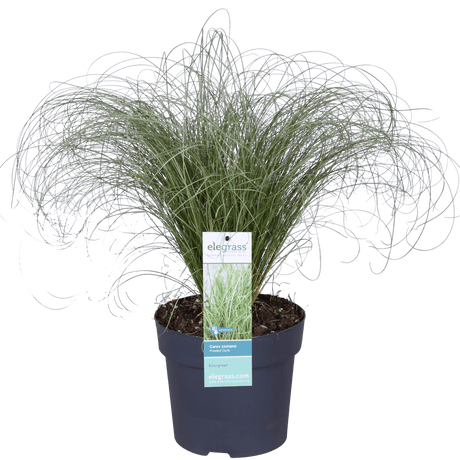 Livraison plante - Carex Comans 'Frosted Curls' - ↨30cm - Ø14 - graminée - plante d'extérieur