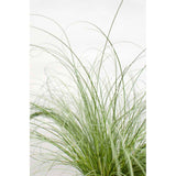 Livraison plante - Carex Comans 'Frosted Curls' - ↨30cm - Ø14 - graminée - plante d'extérieur