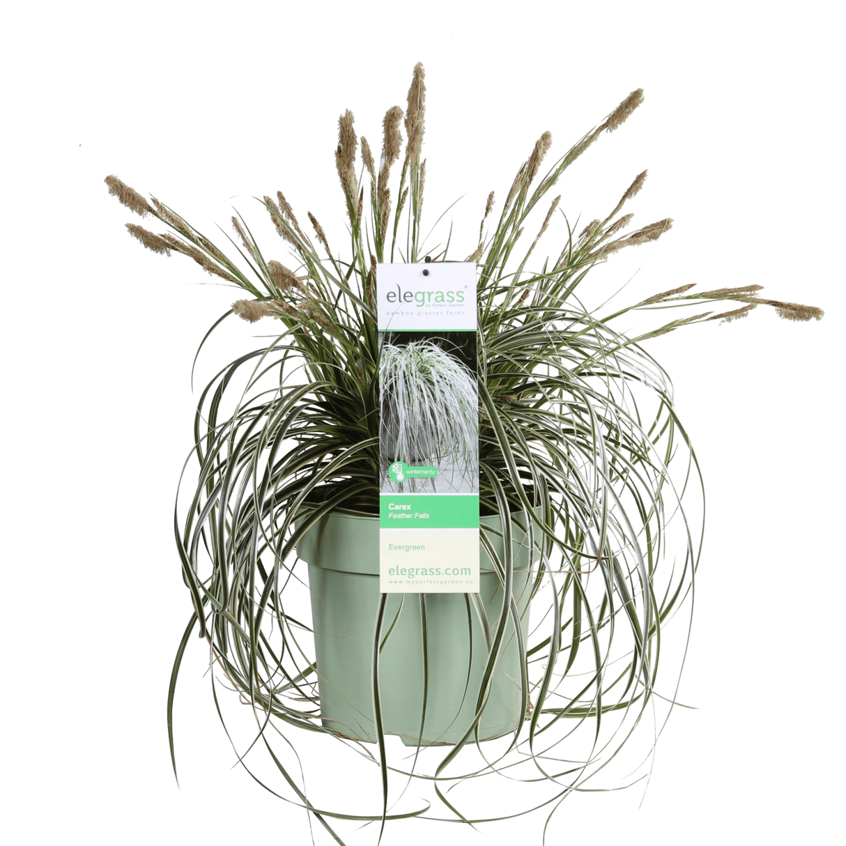 Livraison plante - Carex 'Feather Falls'