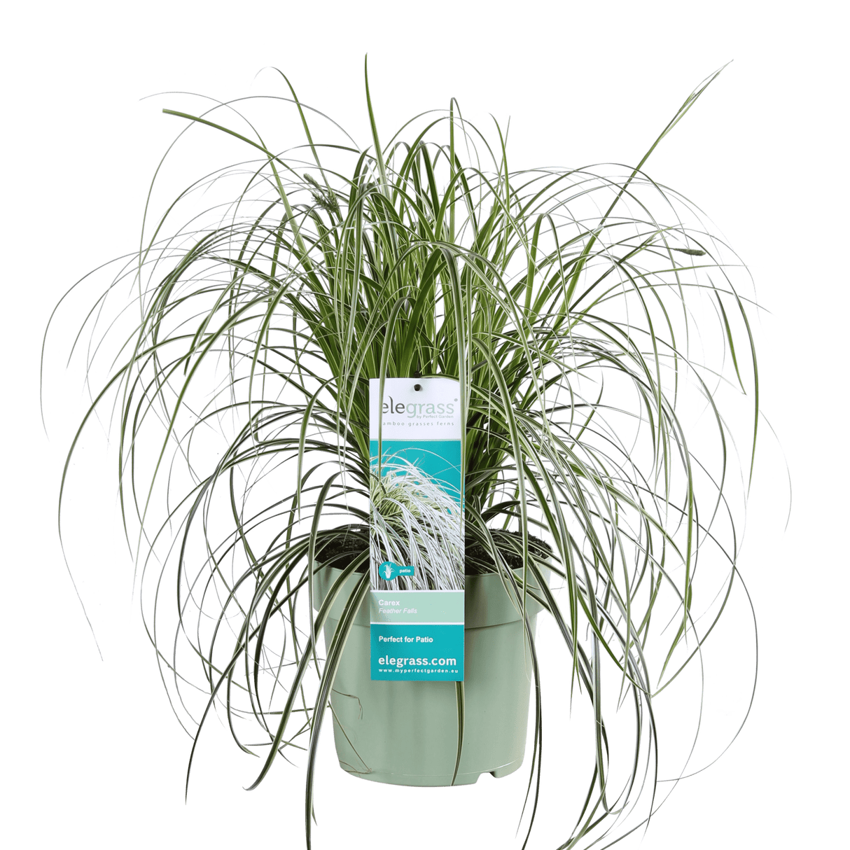 Livraison plante - Carex 'Feather Falls'