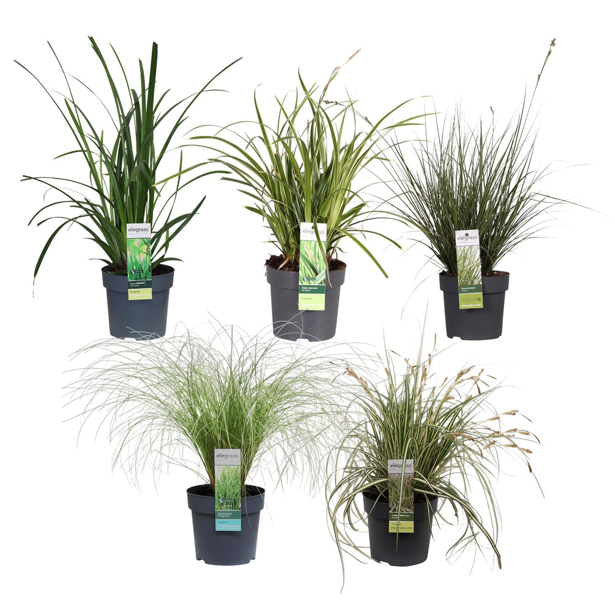 Livraison plante - Carex, lot de 5 plantes - h30cm, Ø14cm - plantes d'extérieur