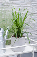 Livraison plante - Carex, lot de 5 plantes - h30cm, Ø14cm - plantes d'extérieur