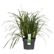 Livraison plante - Carex Morrowii 'Irish Green' - ↨40cm - Ø19 - graminées - plante d'extérieur