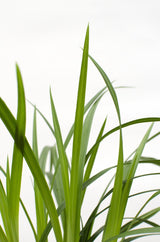 Livraison plante - Carex Morrowii 'Irish Green' - ↨40cm - Ø19 - graminées - plante d'extérieur