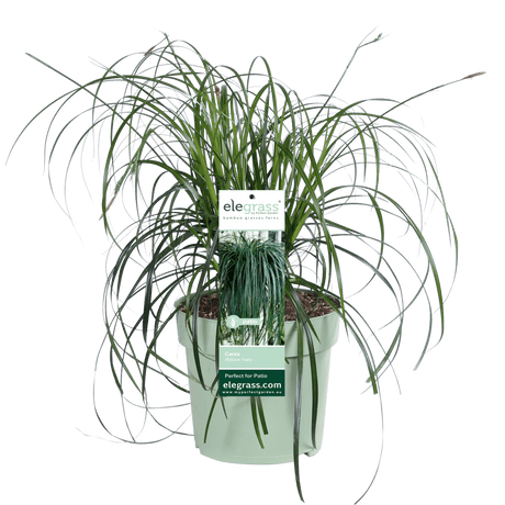 Livraison plante - Carex 'Ribbon Falls' - ↨60cm - Ø23 - plante vivace