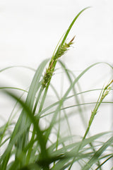 Livraison plante - Carex 'Ribbon Falls' - ↨60cm - Ø23 - plante vivace