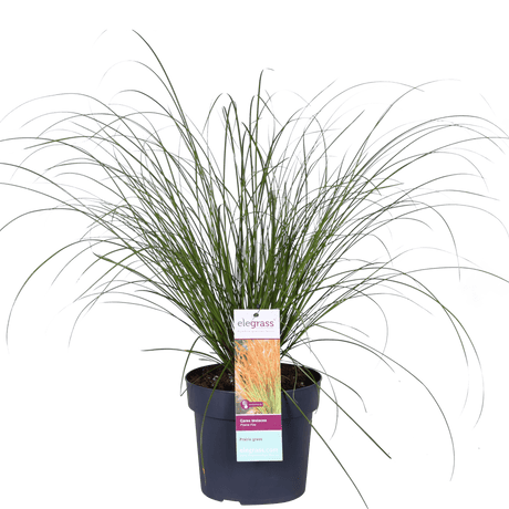Livraison plante - Carex Testacea 'Prairie Fire' - ↨40cm - Ø19 - graminées - plante d'extérieur