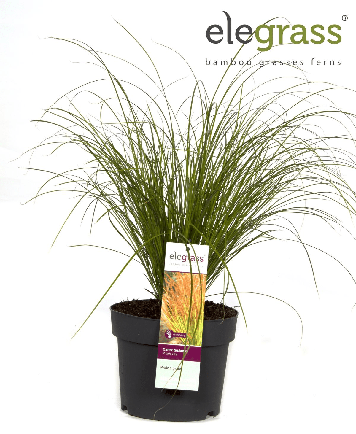 Livraison plante - Carex Testacea 'Prairie Fire' - ↨40cm - Ø19 - graminées - plante d'extérieur