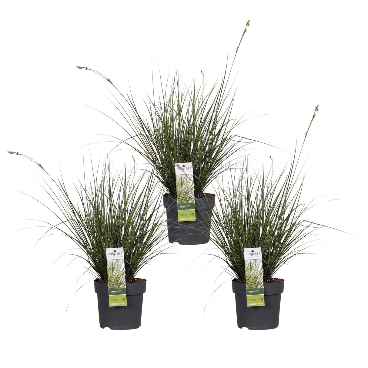 Livraison plante - Carex Variegata laîche lot de 3 - ↨30cm - Ø14 - plante vivace extérieur