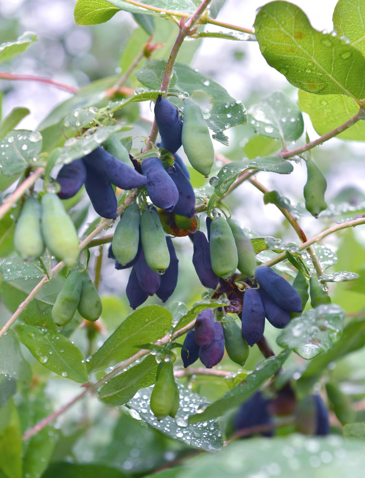 Livraison plante - Chèvrefeuille à fruit comestibles - ↨45CM - Ø13 - arbuste fruitier