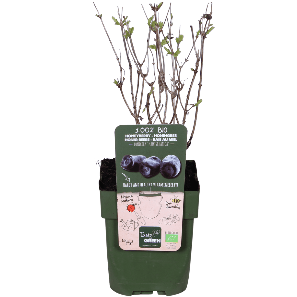 Livraison plante - Chèvrefeuille à fruit comestibles - ↨45CM - Ø13 - arbuste fruitier