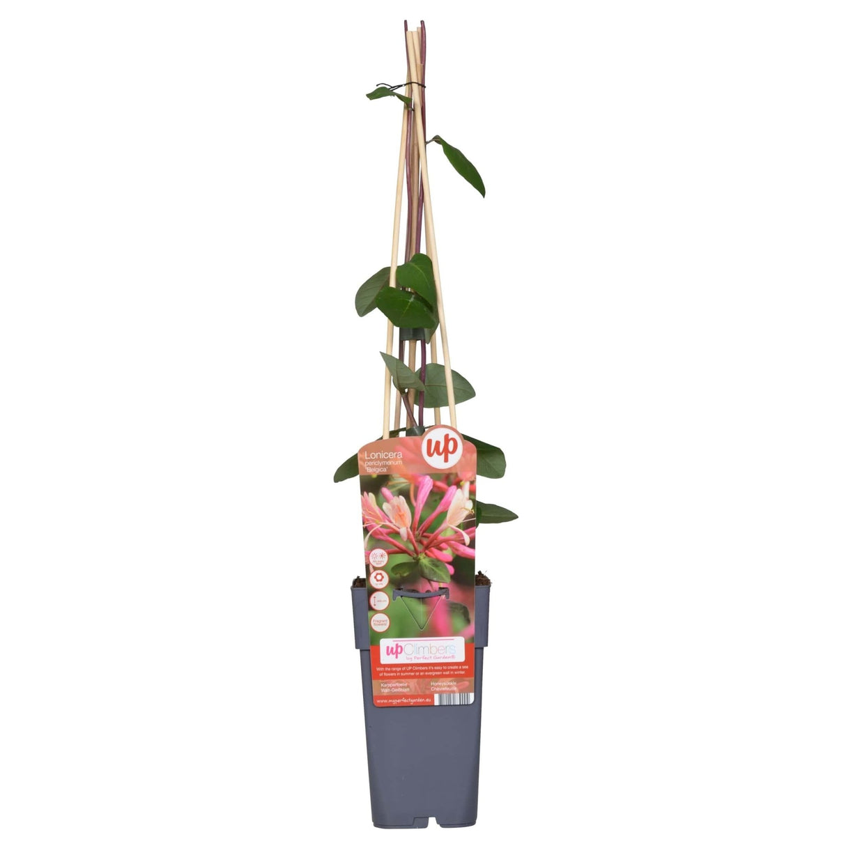 Livraison plante - Chèvrefeuille des bois 'Belgica' - ↨65 cm - Ø15 - plante d'extérieur fleurie