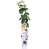 Livraison plante - Chèvrefeuille des bois 'HELESTIAL' - ↨65CM - Ø15 - plante extérieur grimpante