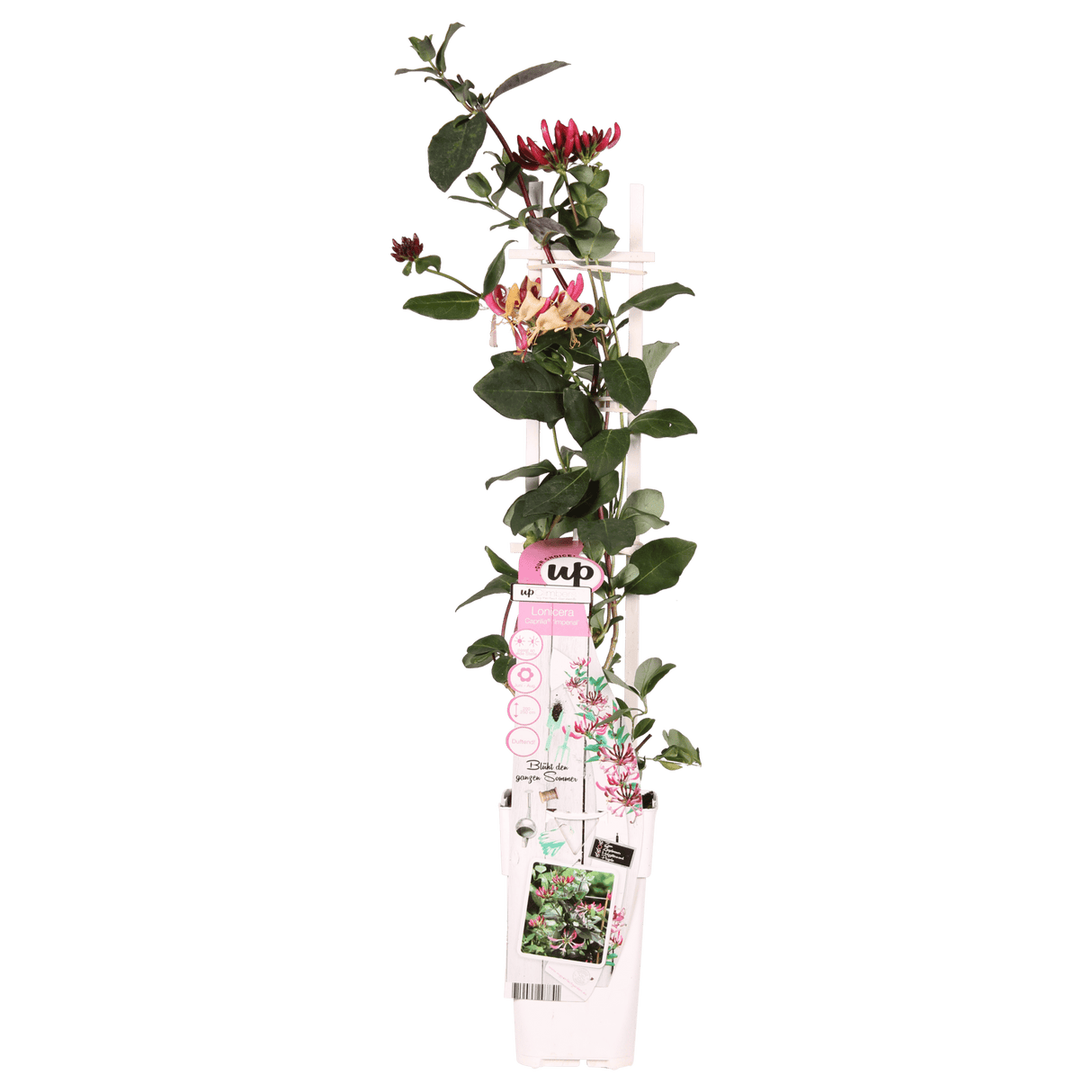 Livraison plante - Chèvrefeuille des bois 'imperial' - ↨65cm - Ø15 - plante d'extérieur grimpante