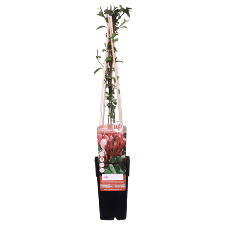 Livraison plante - Chèvrefeuille du japon 'Red World' - ↨65cm - Ø15 plante d'extérieur