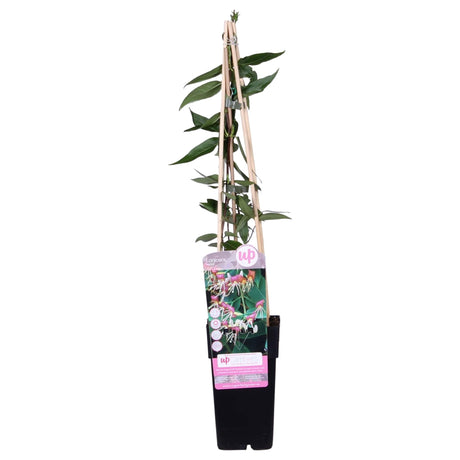 Livraison plante - Chèvrefeuille Loninera Henryi - ↨65cm - Ø15 - plante d'extérieur