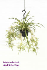 Livraison plante - Chlorophytum Comosum 'Variegatum'