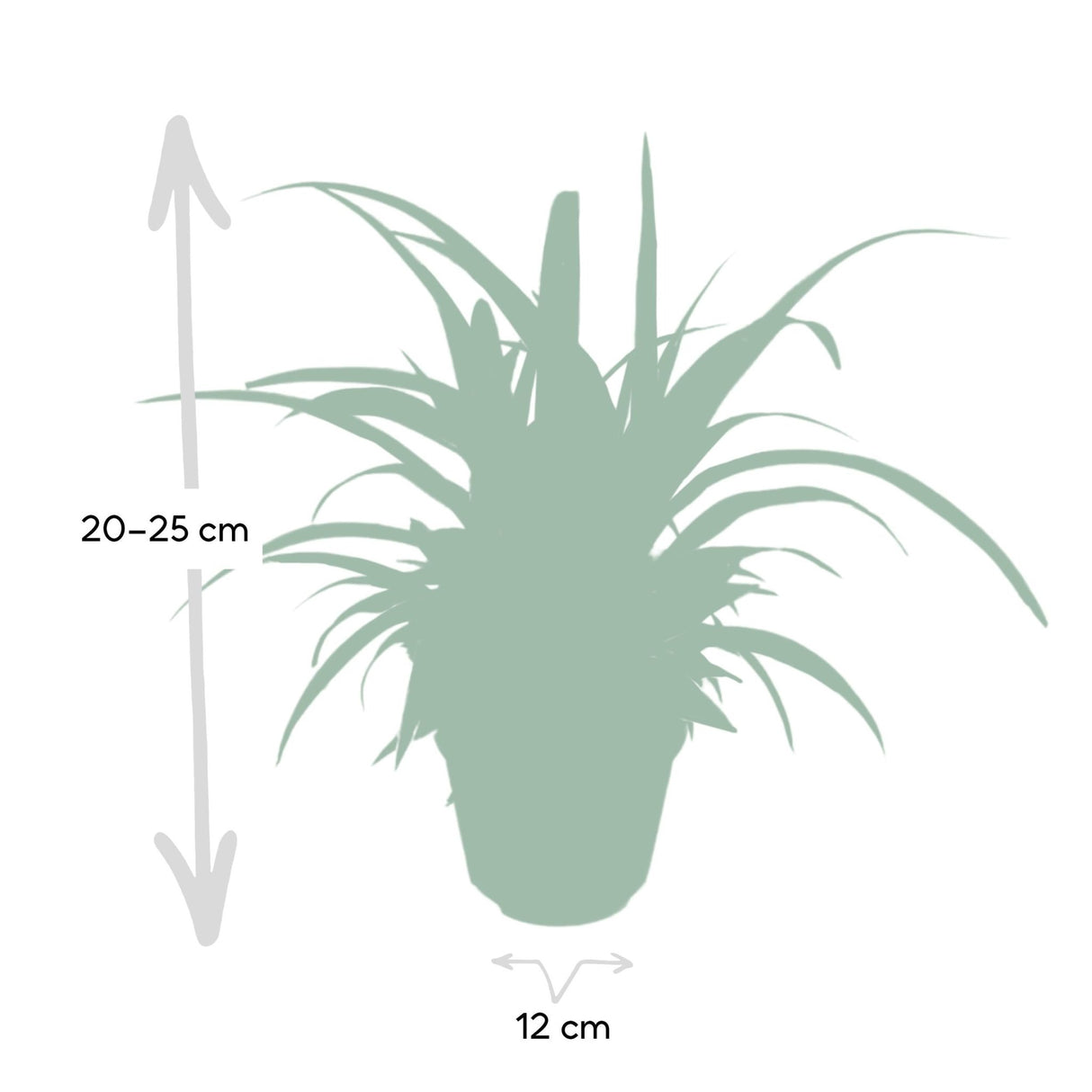 Livraison plante - Chlorophytum - h25cm, Ø12cm - plante d'intérieur