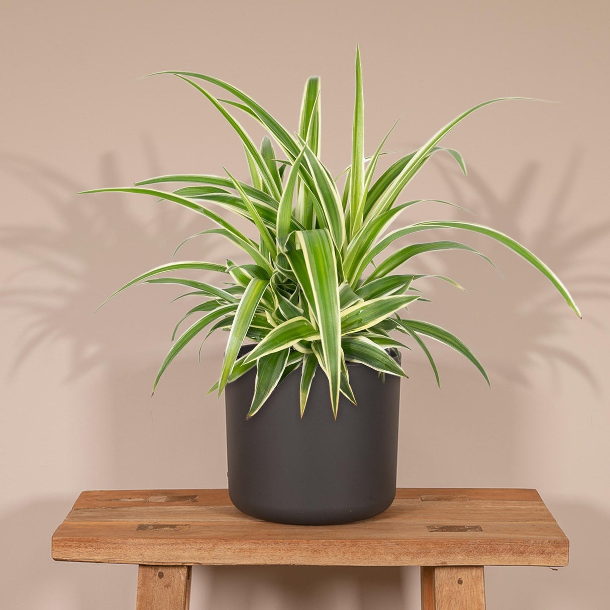 Livraison plante - Chlorophytum - h25cm, Ø12cm - plante d'intérieur