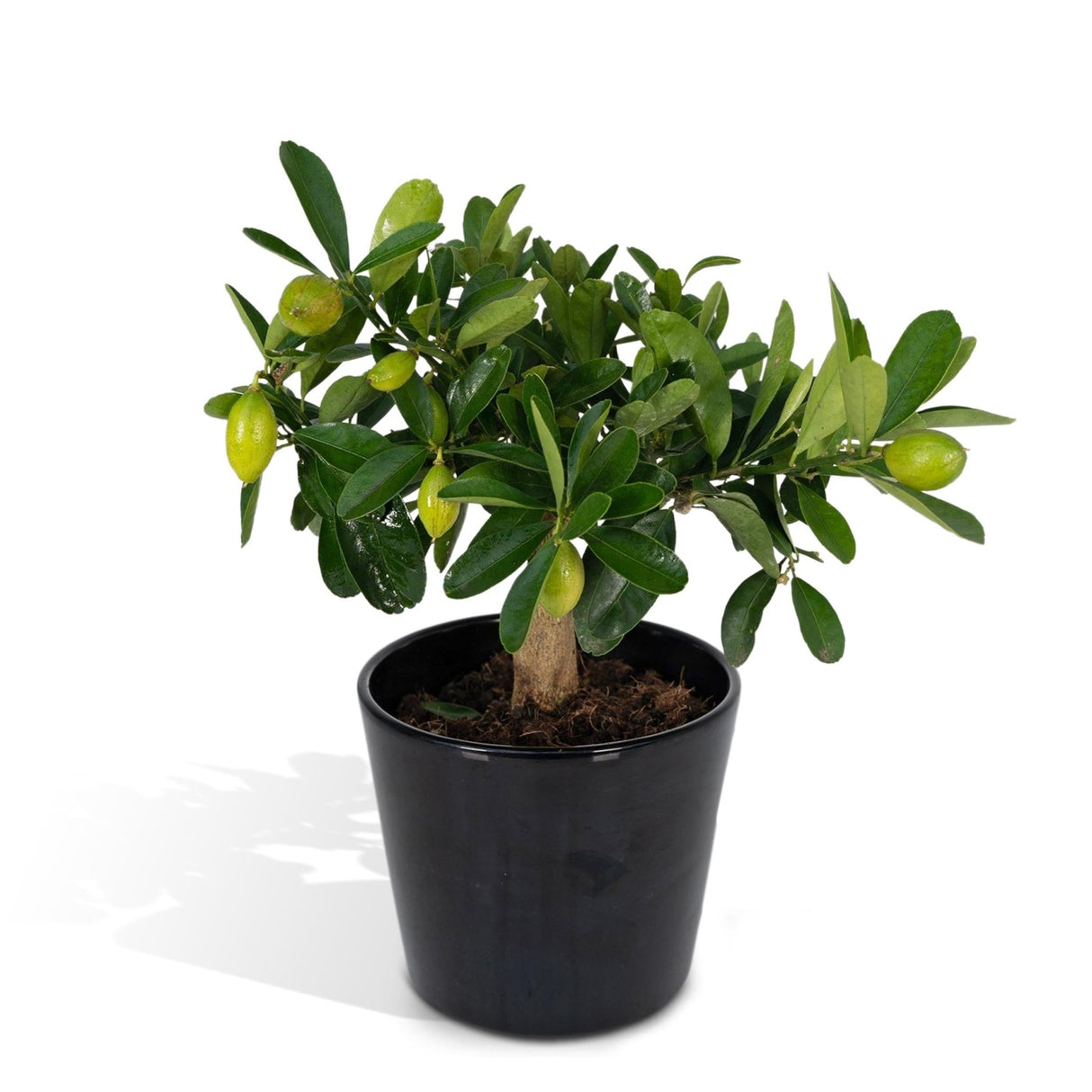 Livraison plante - Citronnier et son pot en céramique - 45 cm - Ø16 - arbuste fruitier