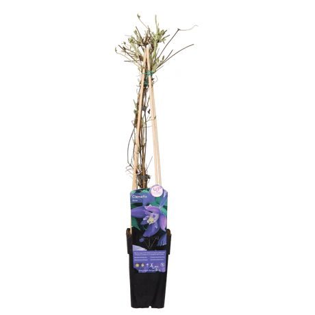 Livraison plante - Clematite alpina - ↨65cm - Ø15 - plante d'extérieur fleurie