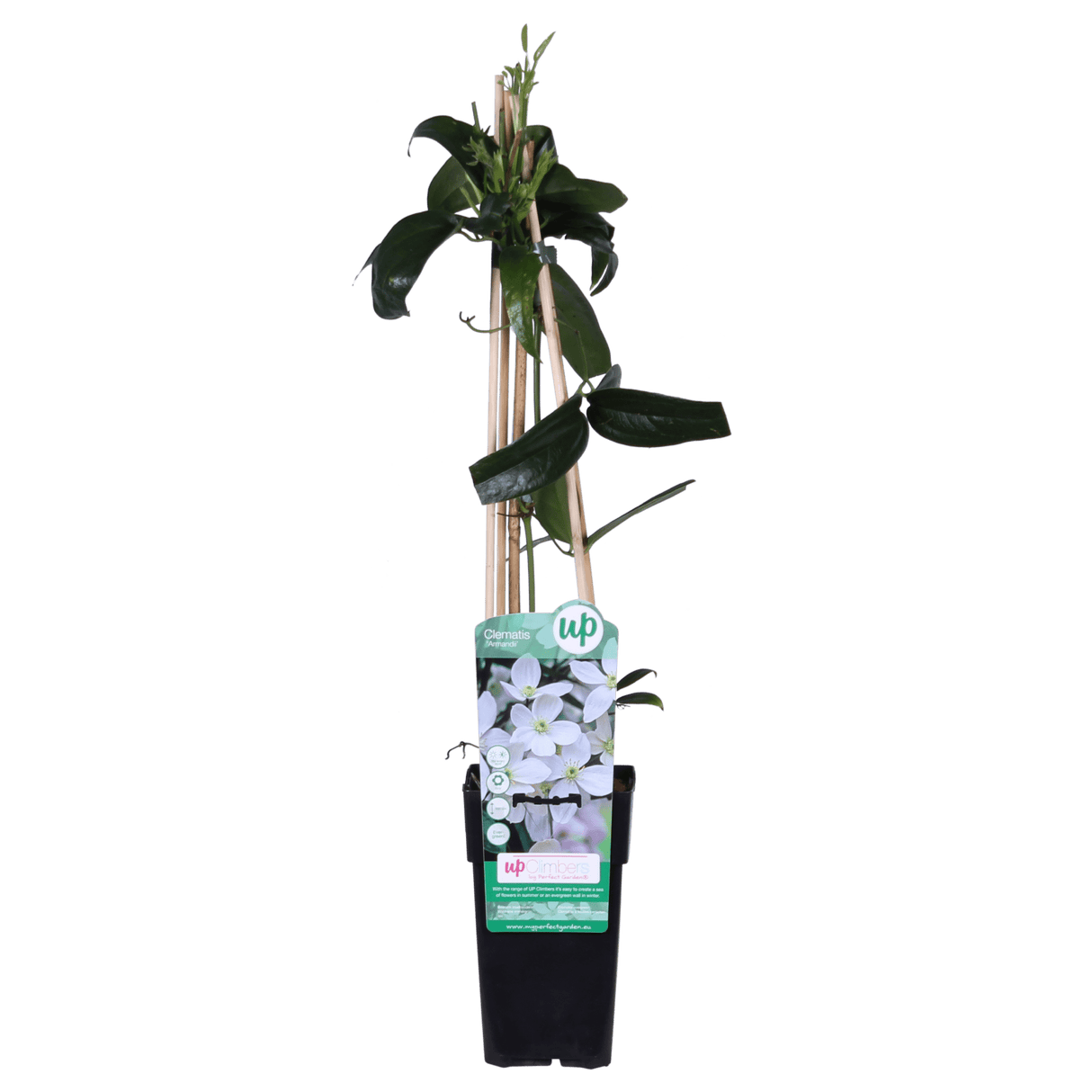 Livraison plante - Clematite armandii - ↨65cm - Ø15 - plante fleurie d'extérieur