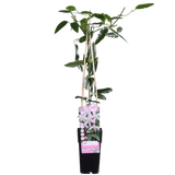 Livraison plante - Clematite armandii 'Apple Blossom'
