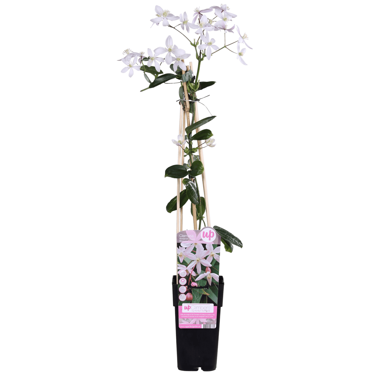 Livraison plante - Clematite armandii 'Apple Blossom'
