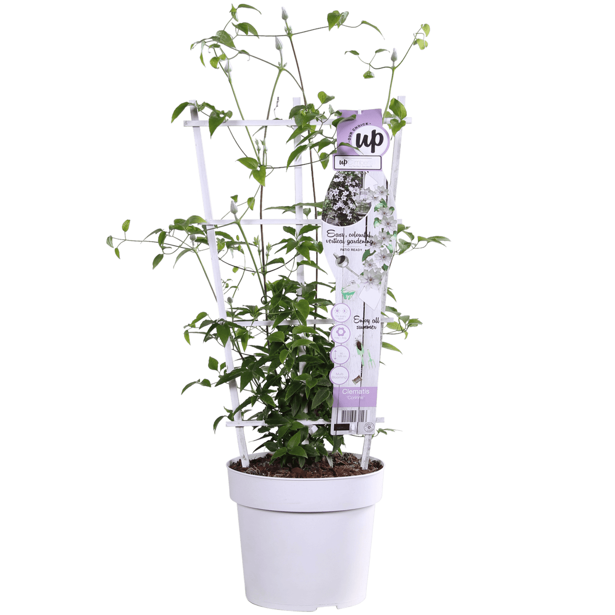 Livraison plante - Clematite Boulevard® Corinne ™ - ↨70cm - Ø19 - plante d'extérieur fleurie grimpante