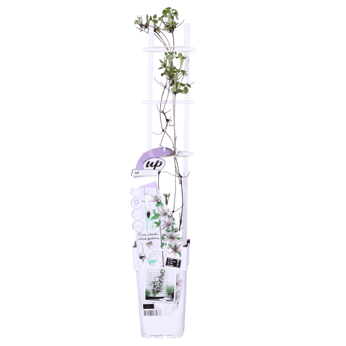Livraison plante - Clematite Boulevard® Samaritan JO ™ - ↨65cm - Ø15 - plante d'extérieur fleurie grimpante