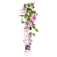 Livraison plante - Clematite Boulevard® Yuan ™ - ↨65cm - Ø15 - plante grimpante fleurie