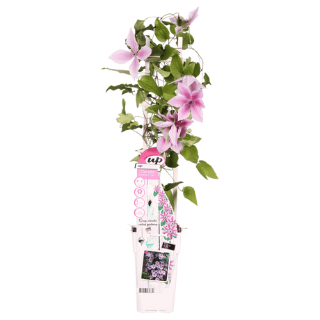 Livraison plante - Clematite Boulevard® Yuan ™ - ↨65cm - Ø15 - plante grimpante fleurie