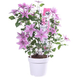 Livraison plante - Clematite Boulevard® Yuan ™ - ↨70cm - Ø19 - plante d'extérieur fleurie