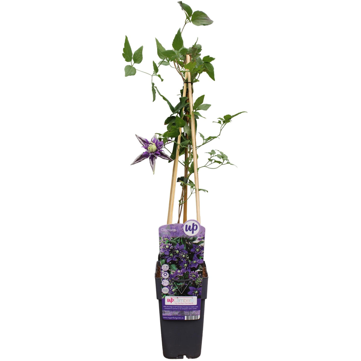 Livraison plante - Clematite Florida 'Taiga' - ↨65cm - Ø15 - plante grimpante fleurie
