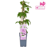 Livraison plante - Clematite Hagley Hybrid - ↨65cm - Ø15 - plante d'extérieur fleurie grimpante