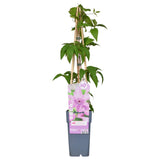 Livraison plante - Clematite Hagley Hybrid - ↨65cm - Ø15 - plante d'extérieur fleurie grimpante