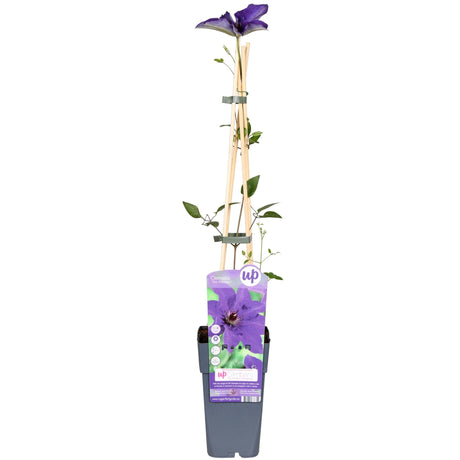 Livraison plante - Clematite le président - ↨65cm - Ø15 - plante d'extérieur fleurie